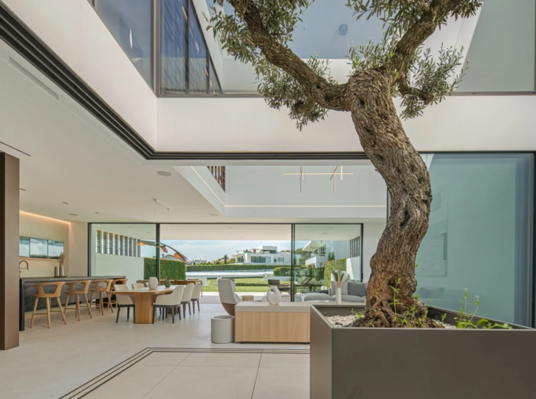 Internal courtyard with a mature olive tree